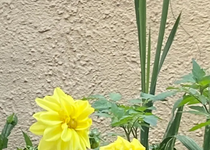 Mini 1 * マインツ